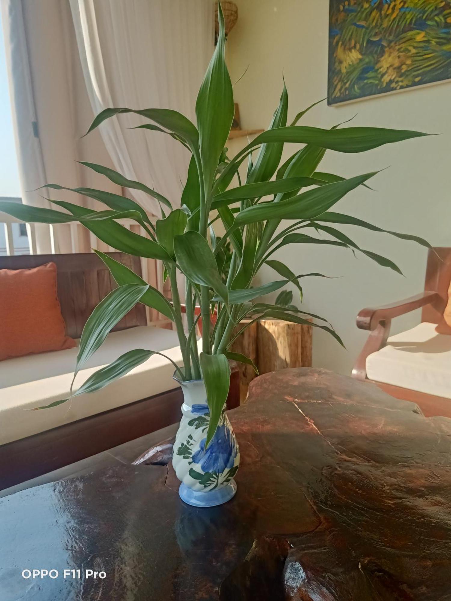 Homestay Yellow Natural House Siem Reap Eksteriør billede