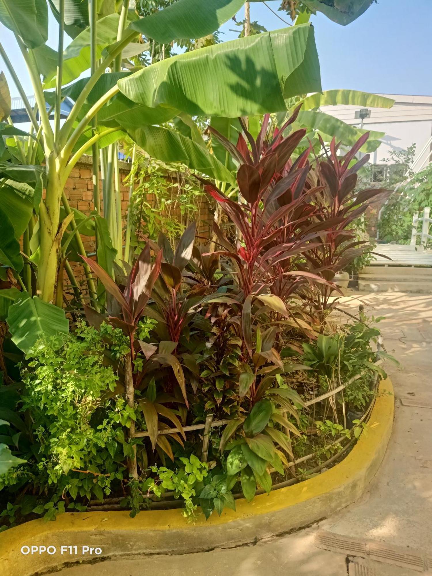 Homestay Yellow Natural House Siem Reap Eksteriør billede