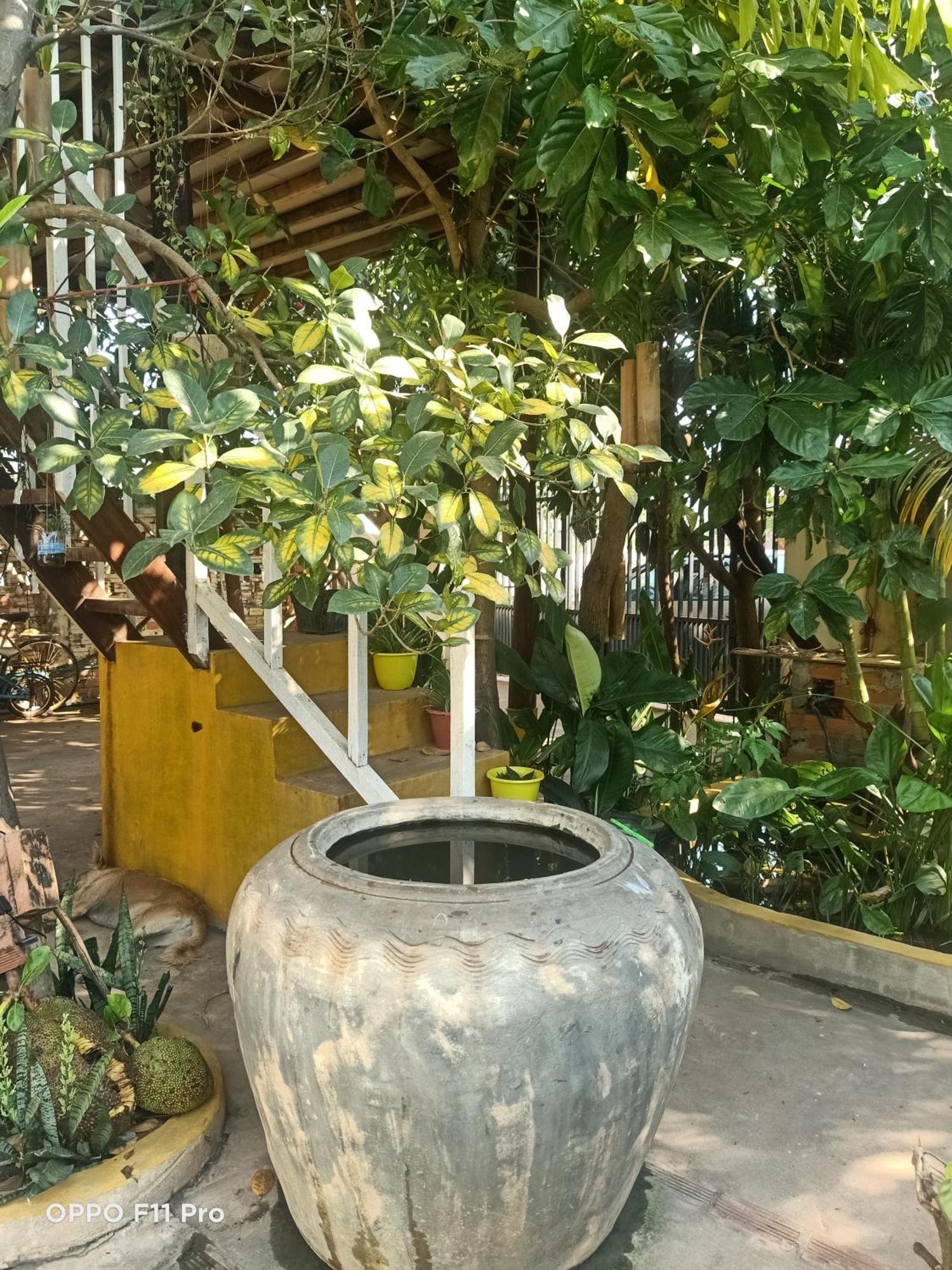 Homestay Yellow Natural House Siem Reap Eksteriør billede
