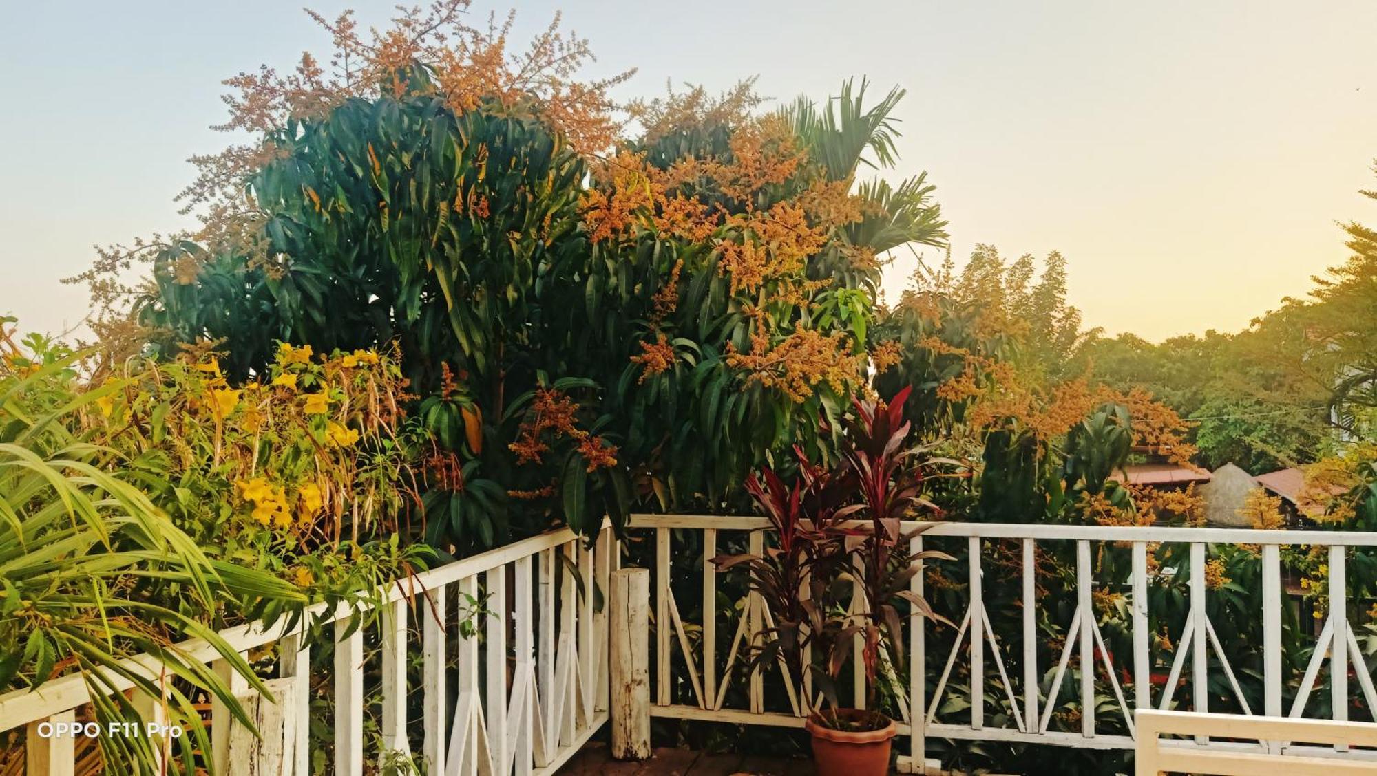 Homestay Yellow Natural House Siem Reap Eksteriør billede